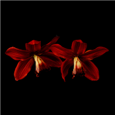 Elegant Delicate Red Orchid Flower Hair Clip